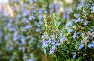 Découvrez comment le romarin peut transformer votre intérieur