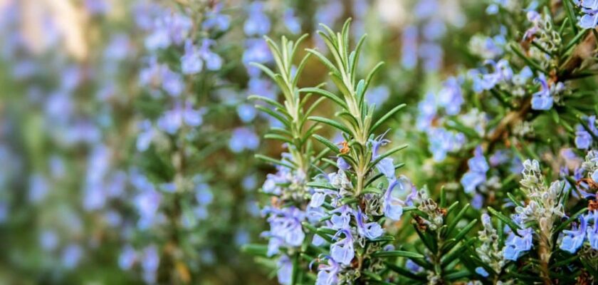 Découvrez comment le romarin peut transformer votre intérieur