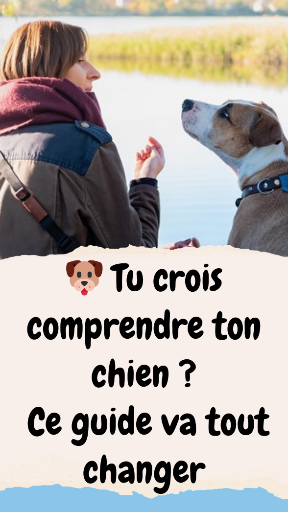 Le guide essentiel pour comprendre son chien
