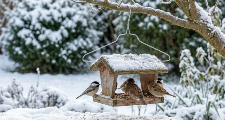 Cintre mangeoire oiseaux une idée simple pour aider en hiver