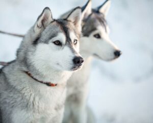 Une maison de rêve pour deux huskys