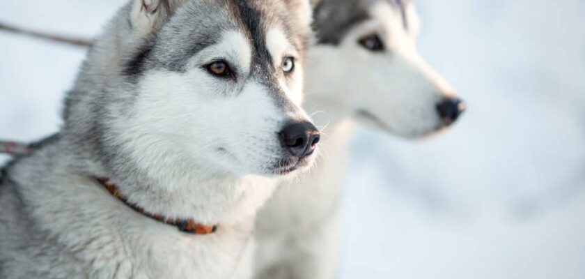 Une maison de rêve pour deux huskys