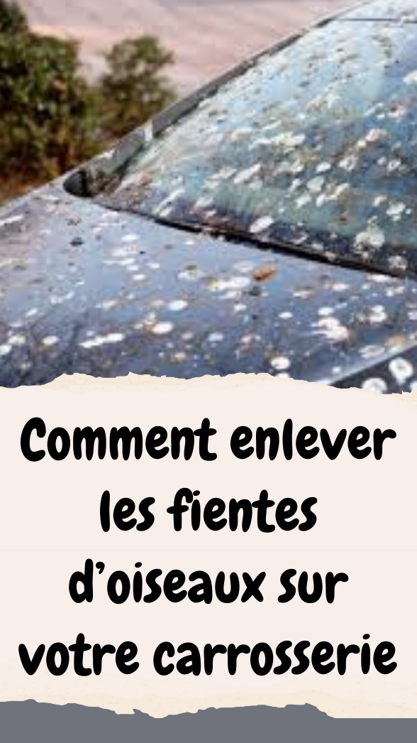 Enlever les fientes d’oiseaux sur votre carrosserie