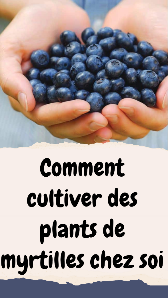 Comment cultiver des plants de myrtilles chez soi