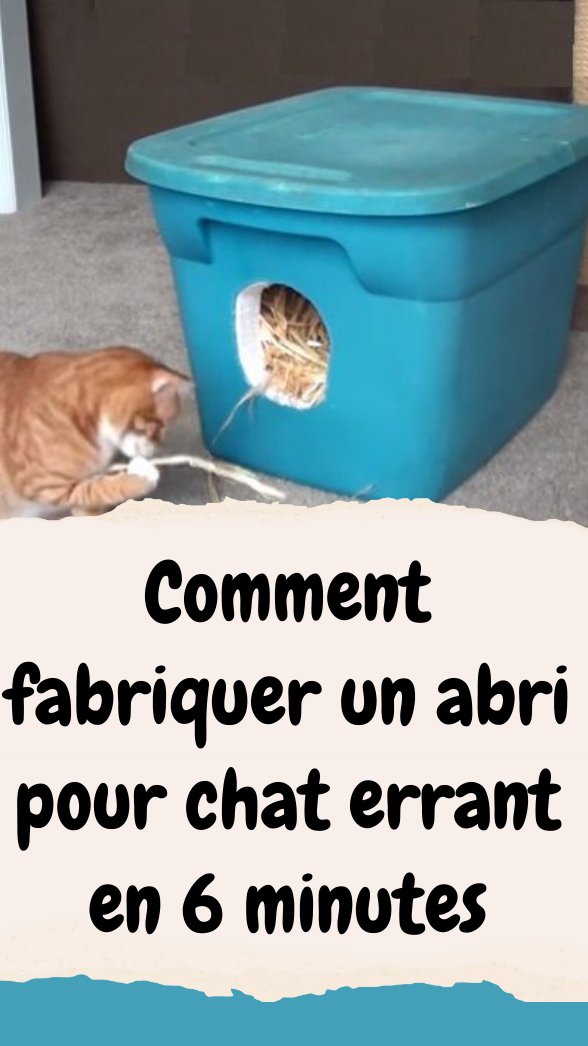 comment fabriquer un abri pour chat errant