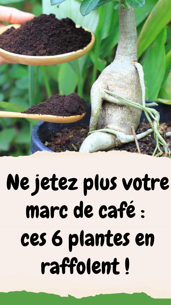 Plantes qui adorent le marc de café