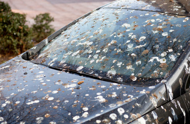 Enlever les fientes d’oiseaux sur votre carrosserie