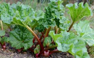 Rhubarbe au jardin  ce que tout jardinier doit absolument savoir