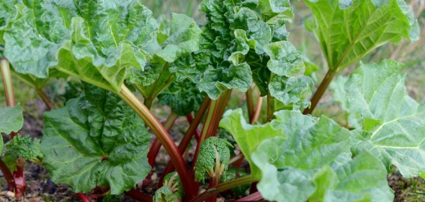 Rhubarbe au jardin ce que tout jardinier doit absolument savoir