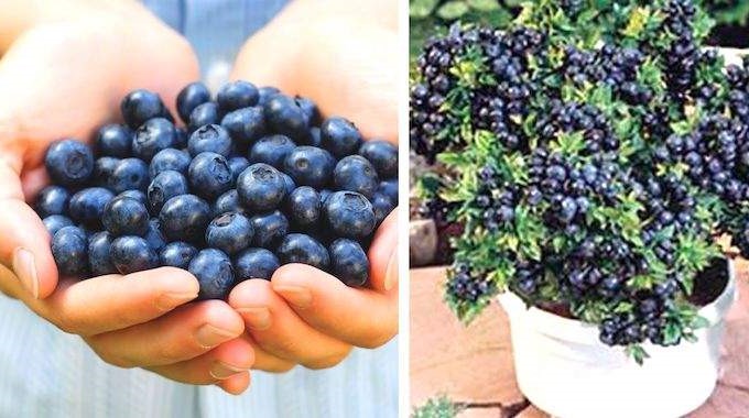 Comment cultiver des plants de myrtilles chez soi