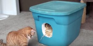 comment fabriquer un abri pour chat errant