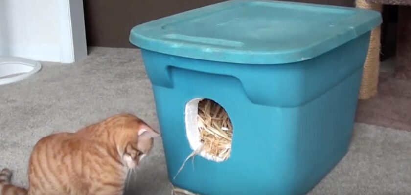 comment fabriquer un abri pour chat errant
