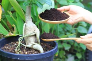 Plantes qui adorent le marc de café