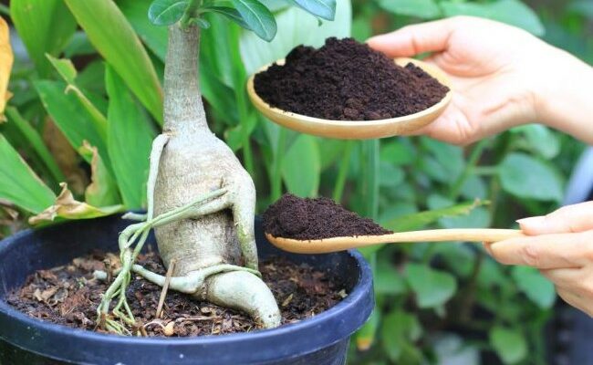 Plantes qui adorent le marc de café