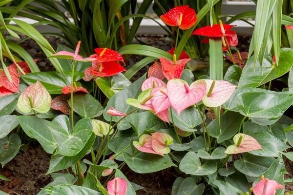 Anthurium