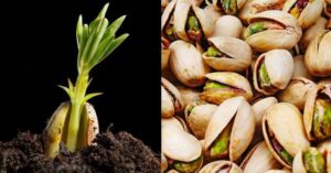 Comment faire germer et cultiver facilement des pistaches en pots