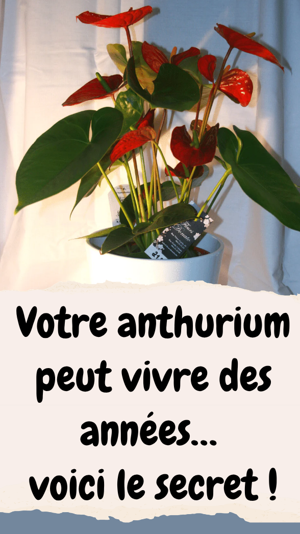 Anthurium