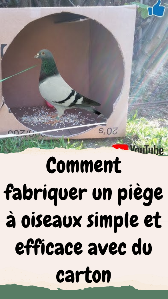 Comment fabriquer un piège à oiseaux simple et efficace avec du carton