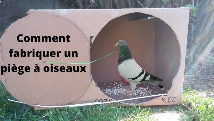 Comment fabriquer un piège à oiseaux simple et efficace avec du carton