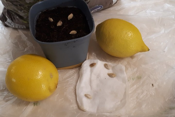 Faire germer des pépins de citron à la maison