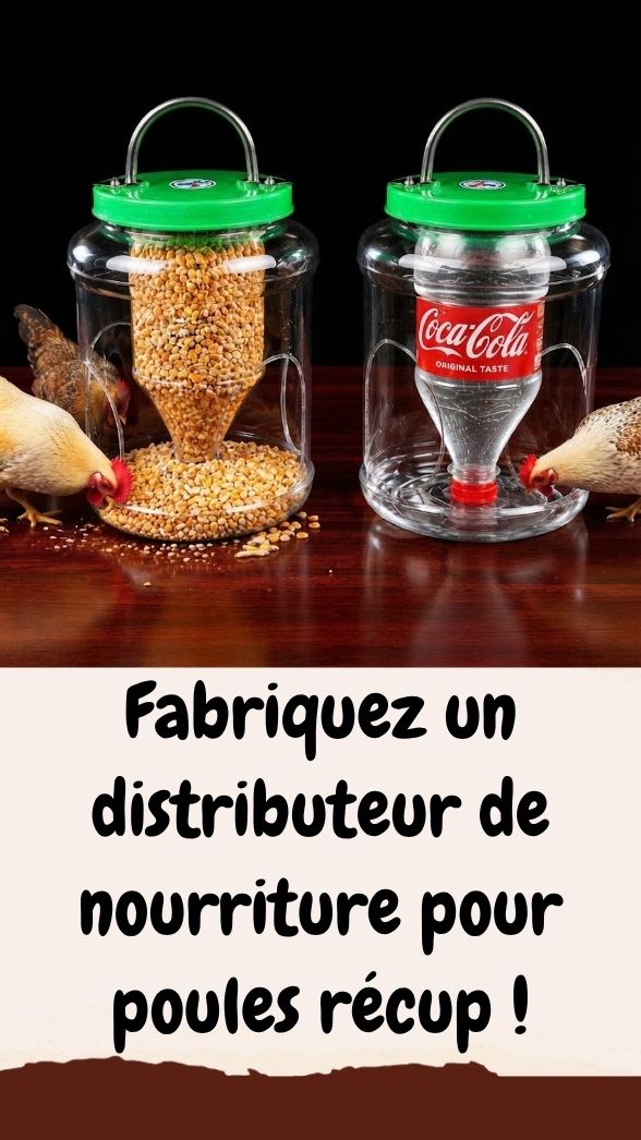 Distributeur poules