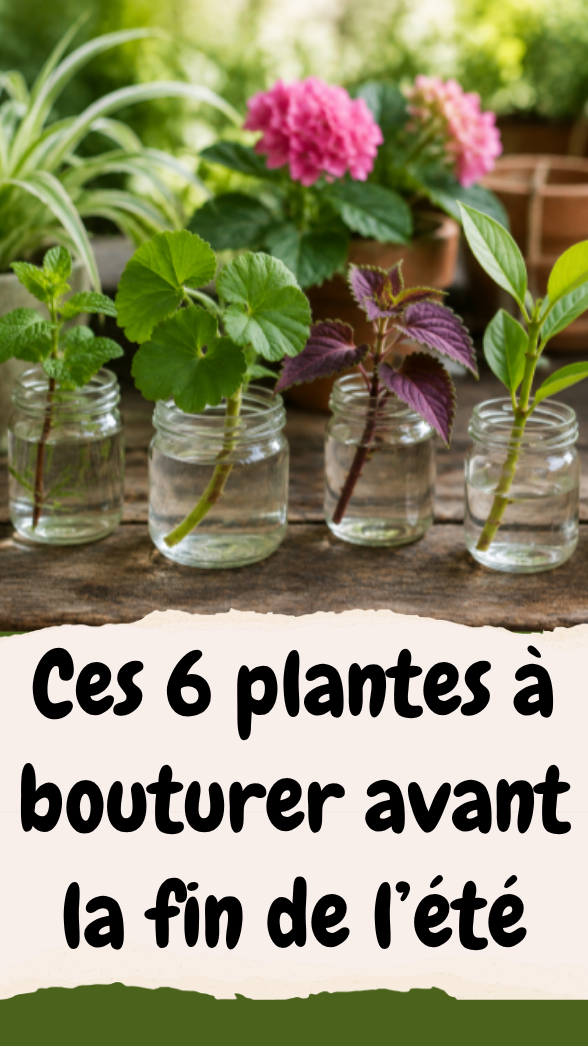 Ces 6 plantes à bouturer avant la fin de l’été