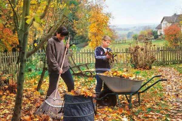 Feuilles mortes au potager