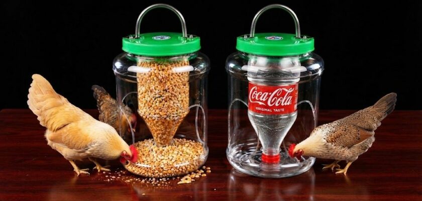 Distributeur poules