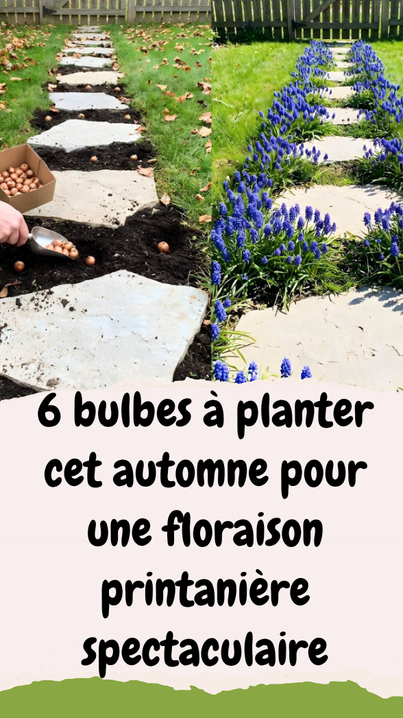 6 bulbes à planter cet automne