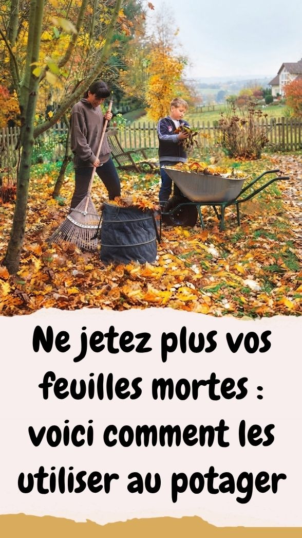 Feuilles mortes au potager