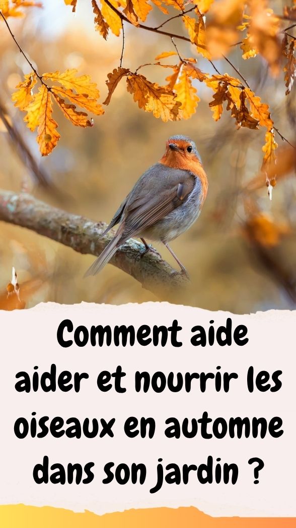 Aider les oiseaux en automne