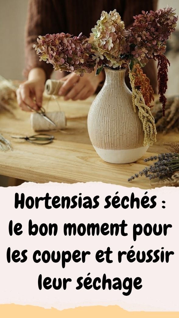 Séchage des hortensias