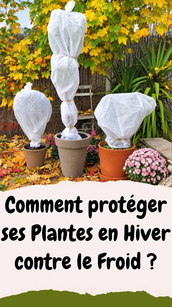 Comment protéger ses Plantes en Hiver contre le Froid ?