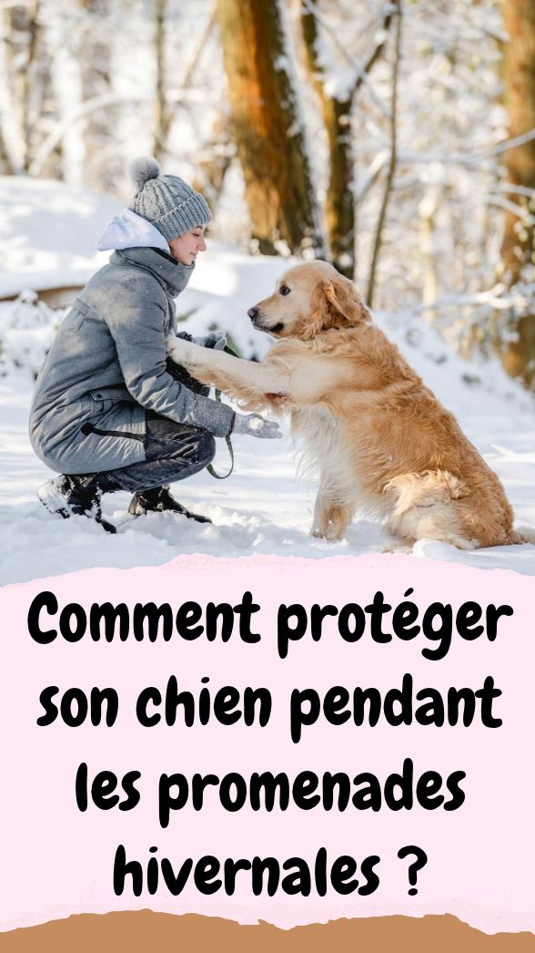 # Promener son chien en hiver : 4 conseils pour le protéger du froid