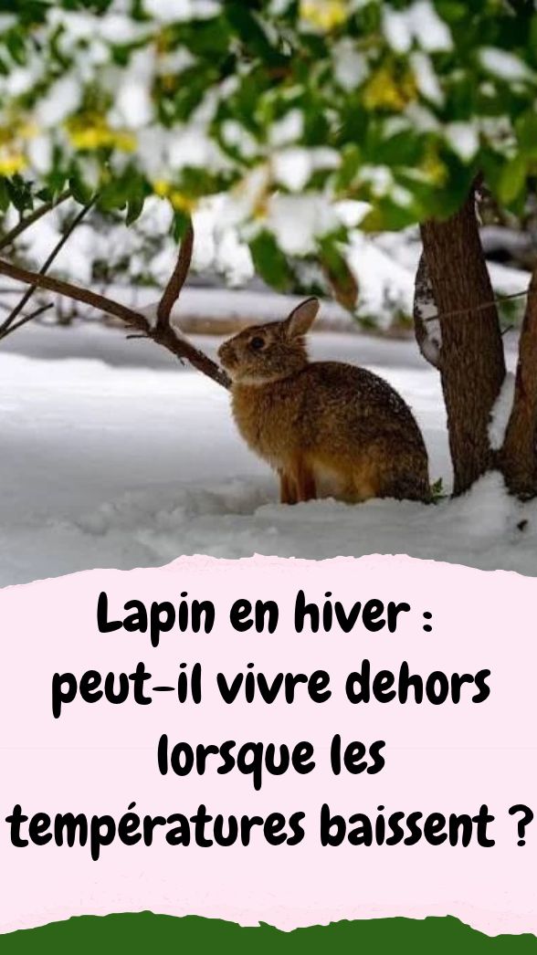 Lapin En Hiver Dehors : Conseils Et Abri Pour Le Protéger Du Froid