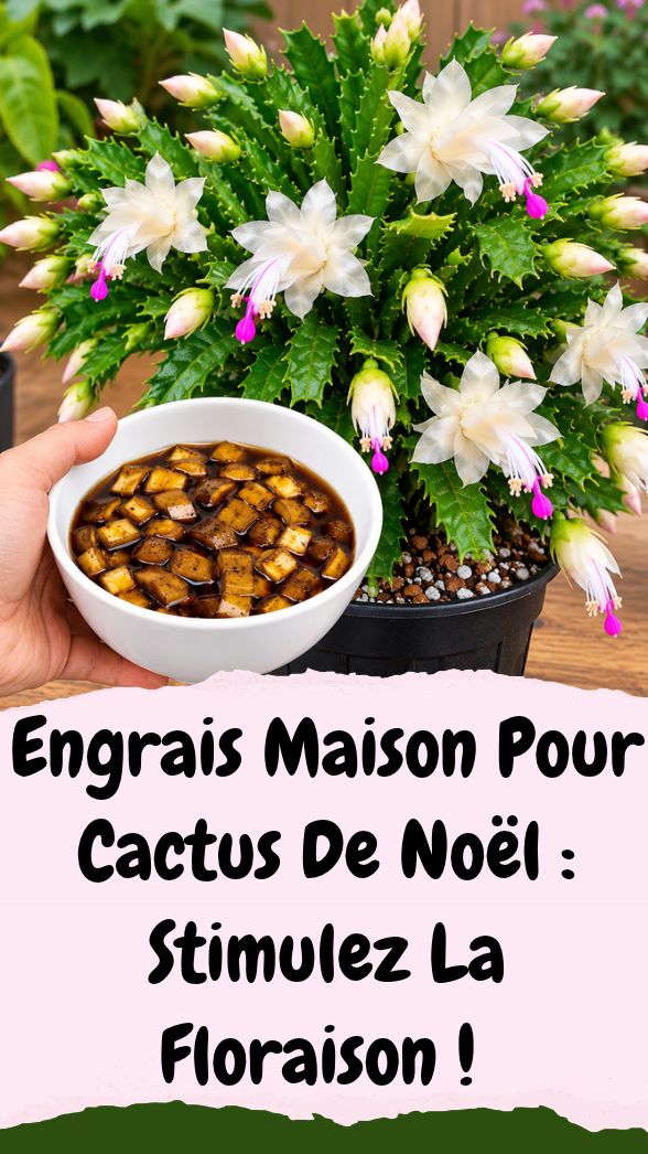 L'Astuce Incroyable Pour Faire Fleurir Votre Cactus De Noël !