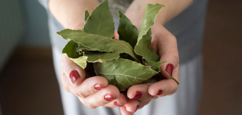 utilisations simples des feuilles de laurier