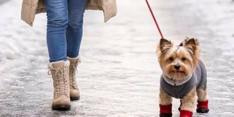 # Promener son chien en hiver : 4 conseils pour le protéger du froid