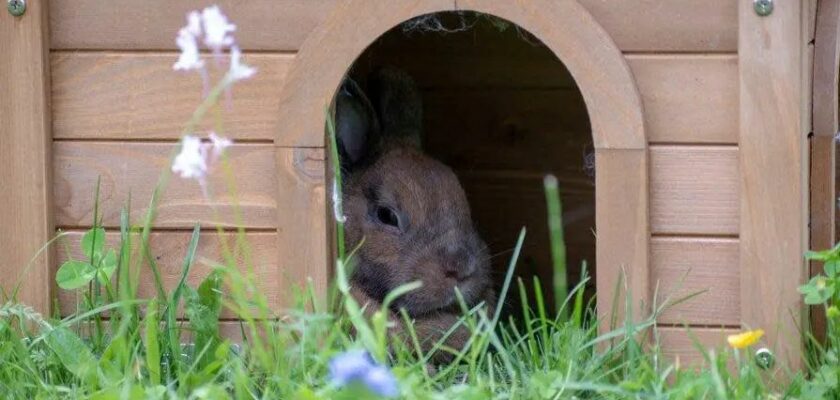 Lapin En Hiver Dehors : Conseils Et Abri Pour Le Protéger Du Froid