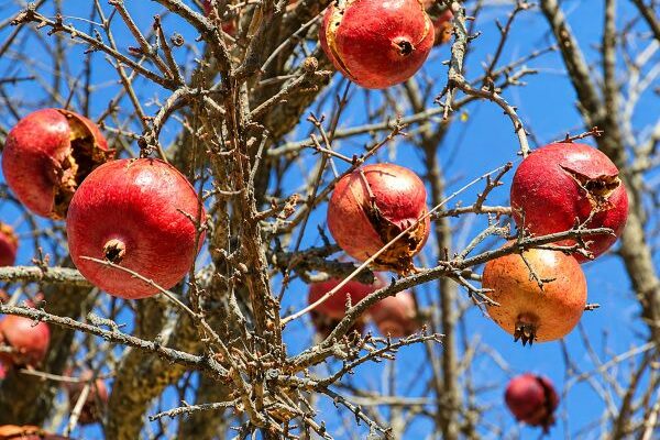 Le Grenadier : L'Arbre Fruitier Idéal et Oublié pour un Jardin Résistant