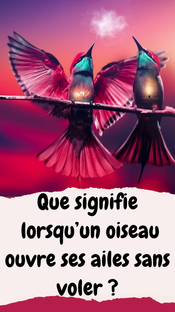 Que signifie lorsqu’un oiseau ouvre ses ailes sans voler