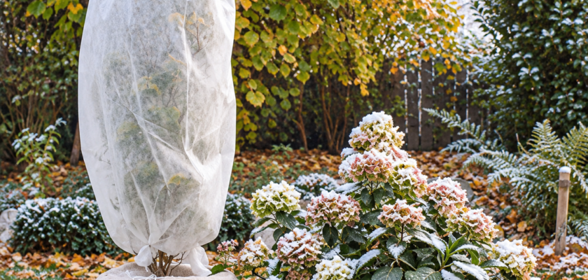 Protéger ses Plantes en Hiver